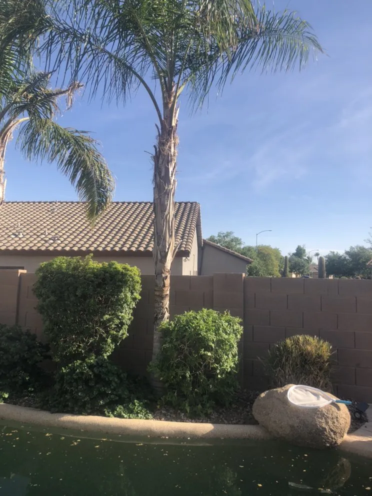 Affordable landscape design for homes in Chandler, AZ by Pit’s Scape