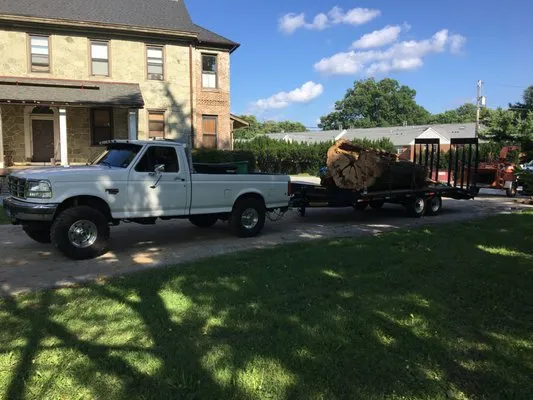 Pittock's Tree and Landscape Logo