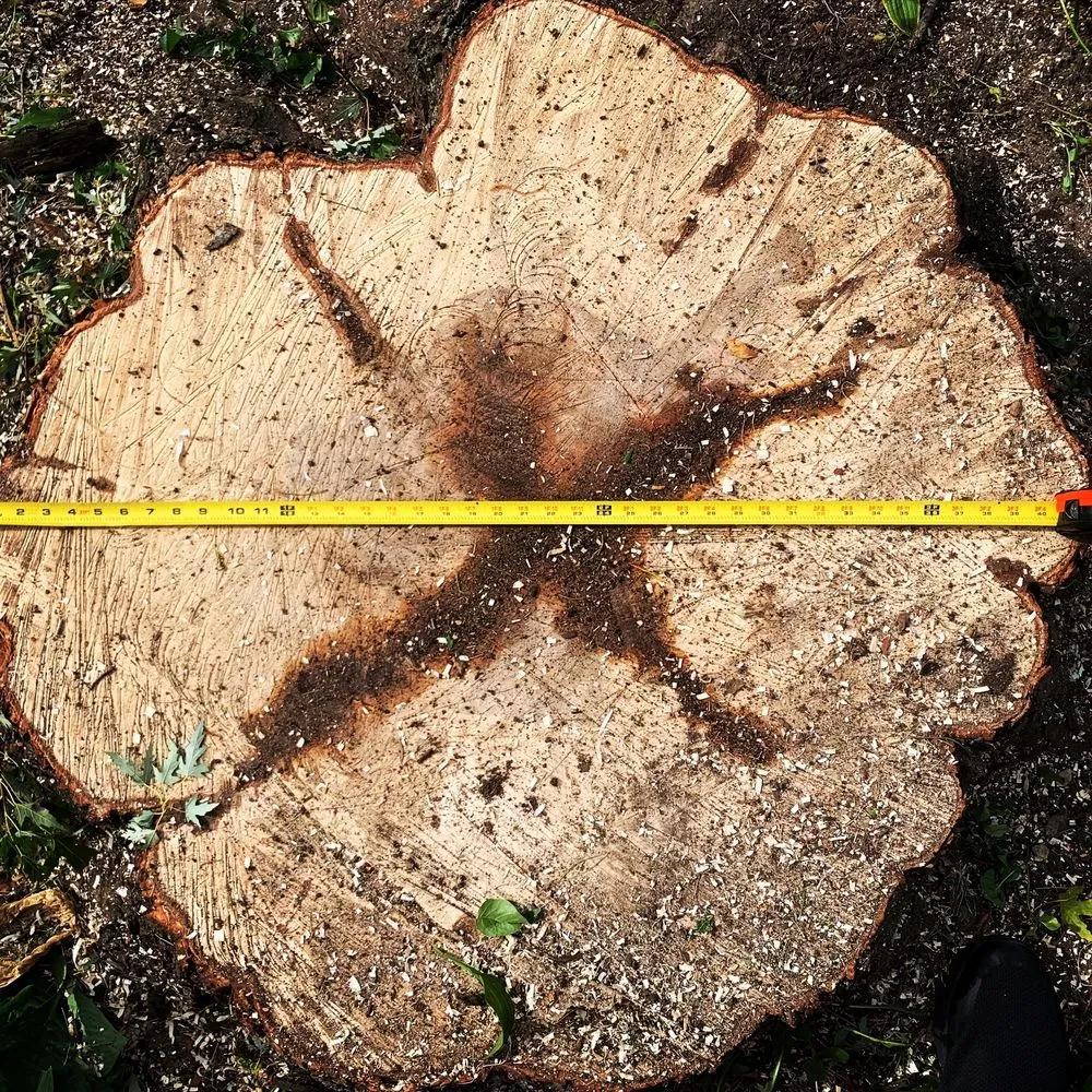 Professional landscape design in Huxley, IA by Pitts Lawn & Tree Service