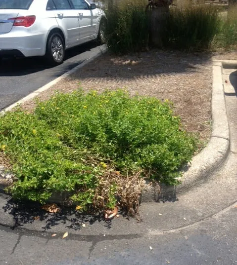 Trusted landscape installation with custom design in Lynn Haven, FL by Pitts Lawn Service