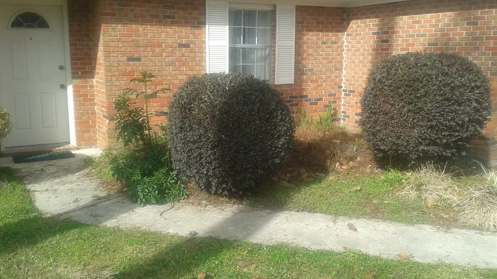 Professional lawn care service in Lynn Haven, FL - Pitts Lawn Service