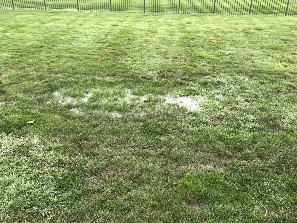 Top-rated yard cleanup service experts serving Pittsburgh, PA - Pittsburgh Drain Guys