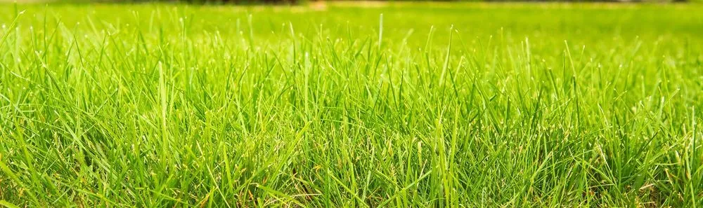 Top-rated landscaping services for outdoor upgrades across Wexford, PA - Pittsburgh Hydroseeding