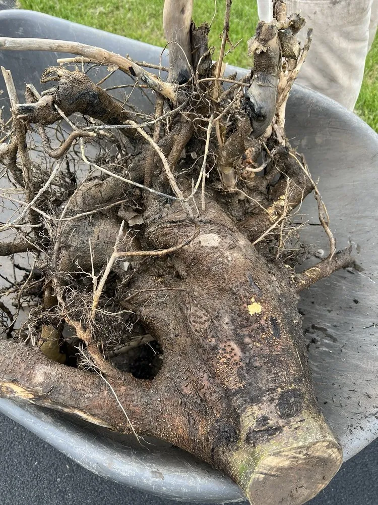 Reliable garden landscaping in Mendon, NY by Pittsford Tree & Landscape