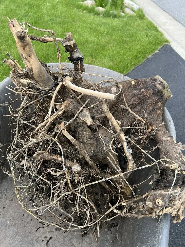 Reliable outdoor landscaping for beautiful yards in Mendon, NY by Pittsford Tree & Landscape