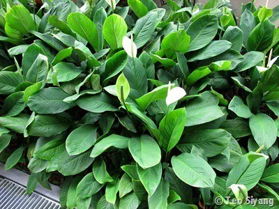 Professional lawn mowing service in Central, LA - Pivotal Lawncare