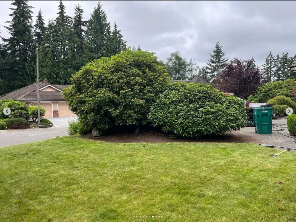 Professional yard cleanup service in Mount Vernon, WA by Pizano Landscaping