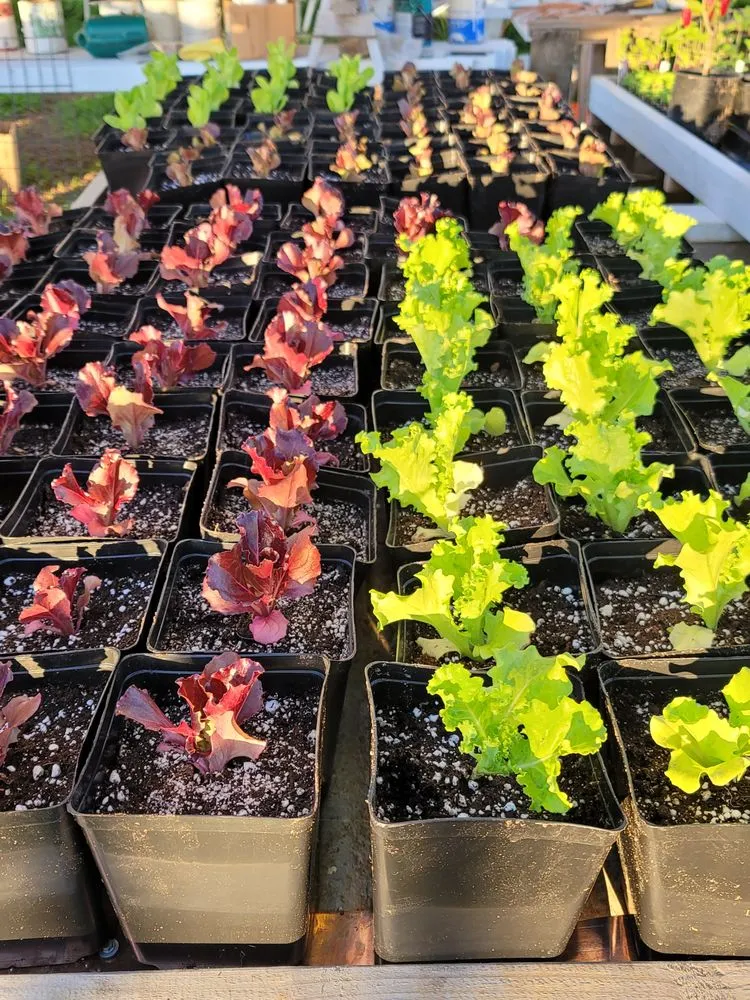 Expert residential landscaping in Clayton, CA - Pizzagoni's Landscaping