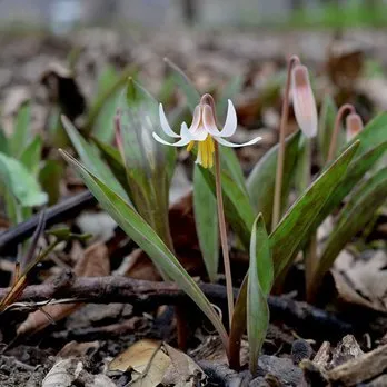 Trusted lawn care service experts serving Three Oaks, MI - Pizzo & Associates