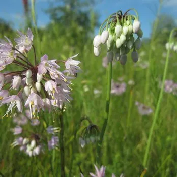 Local garden landscaping in Three Oaks, MI - Pizzo & Associates