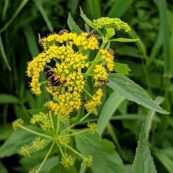 Custom landscape installation near you in Three Oaks, MI by Pizzo & Associates