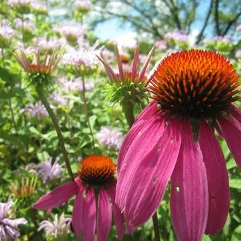 Expert landscape design in Three Oaks, MI by Pizzo & Associates