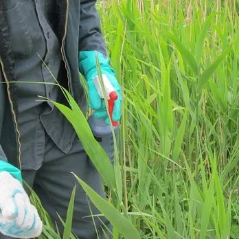 Affordable lawn mowing service in Three Oaks, MI by Pizzo & Associates