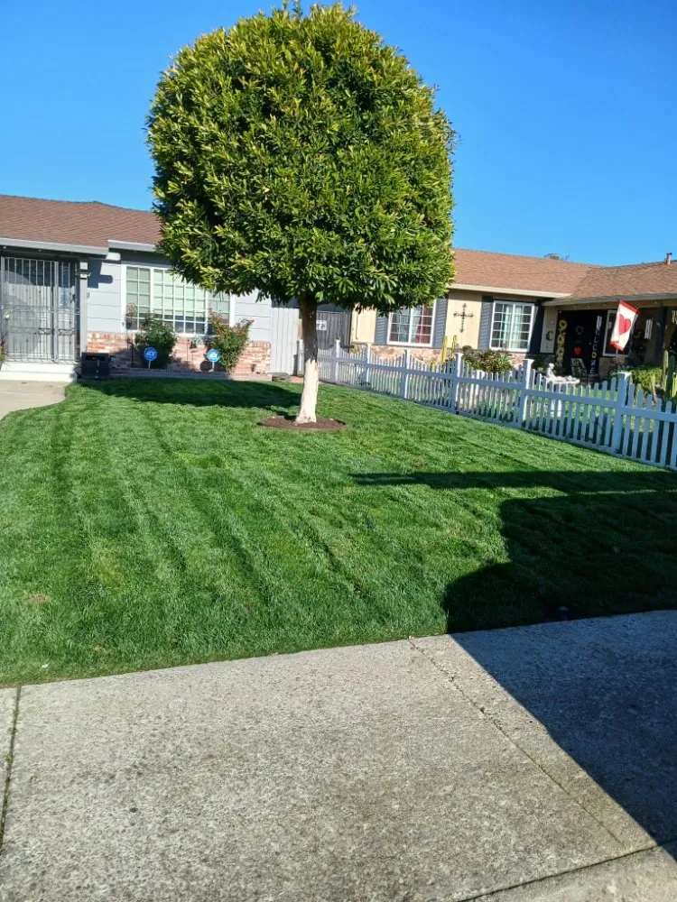 Affordable residential landscaping in Stockton, CA by PJ Gardening Service