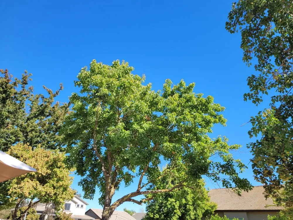 Expert yard cleanup service for residential properties across Sacramento, CA - PJ Landscaping & Design