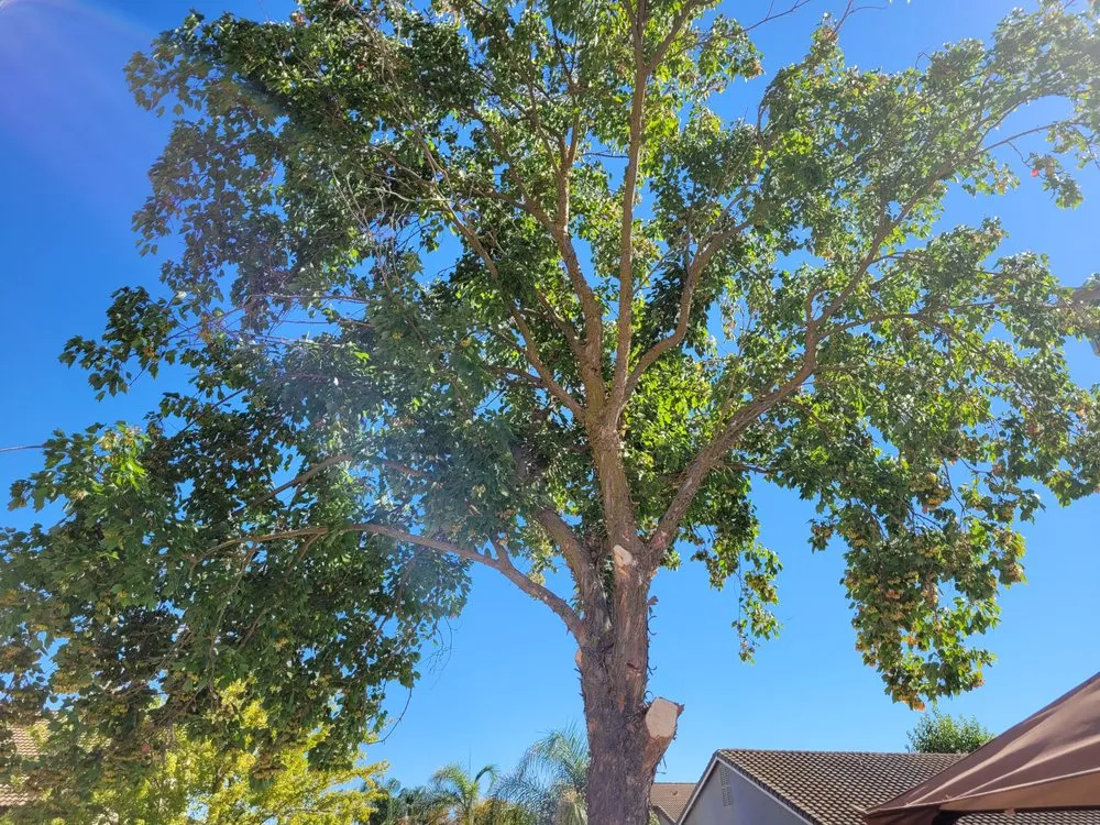 Local lawn care service for homes across Sacramento, CA - PJ Landscaping & Design