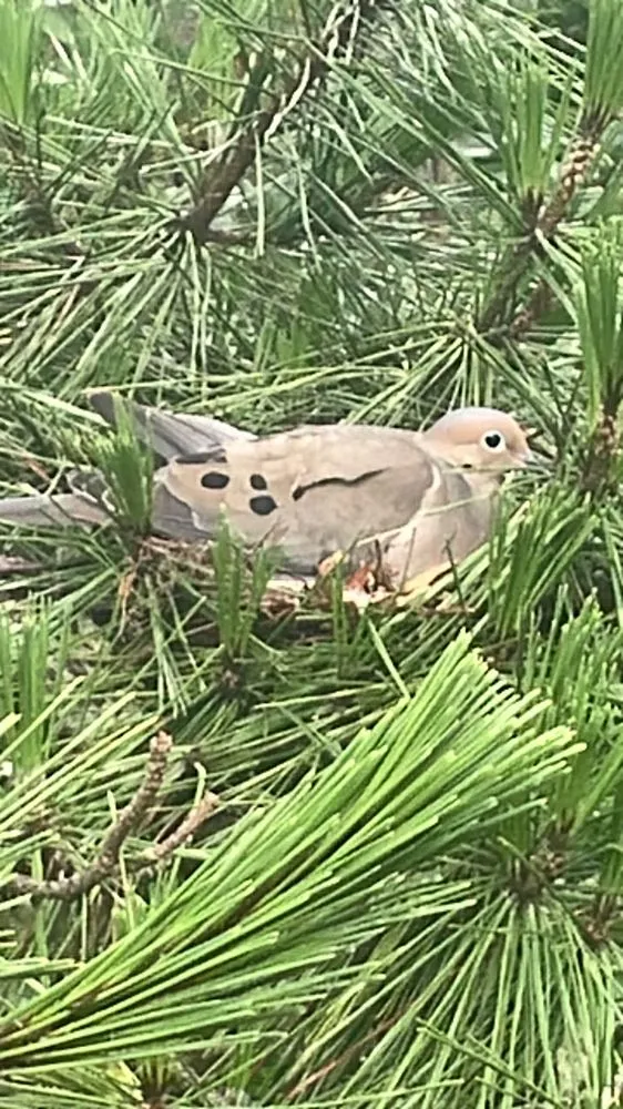 Custom lawn mowing service for beautiful yards across Marshfield, MA - PJ Landscaping Pro