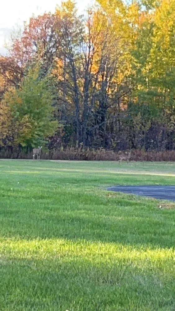 Affordable lawn mowing service in Cohasset, MN by PJ Lawn Care