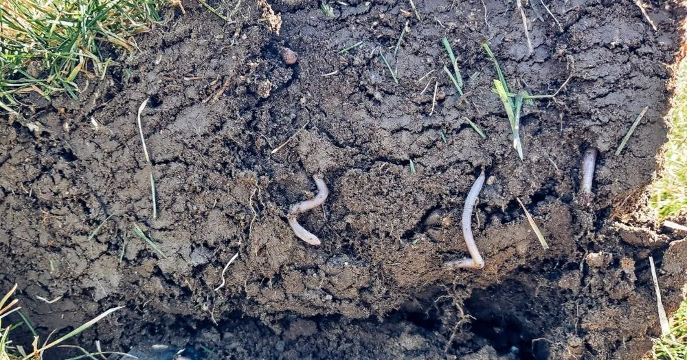 Trusted lawn mowing service in Rowley, MA - PJC Ecological