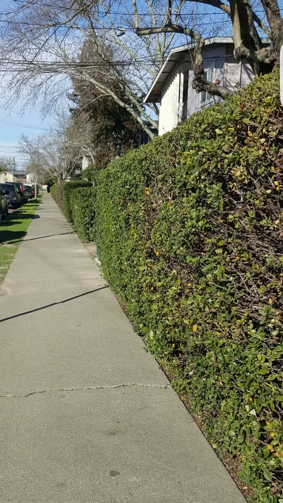 Expert lawn care service in Rohnert Park, CA - PJM Yard Maintenance