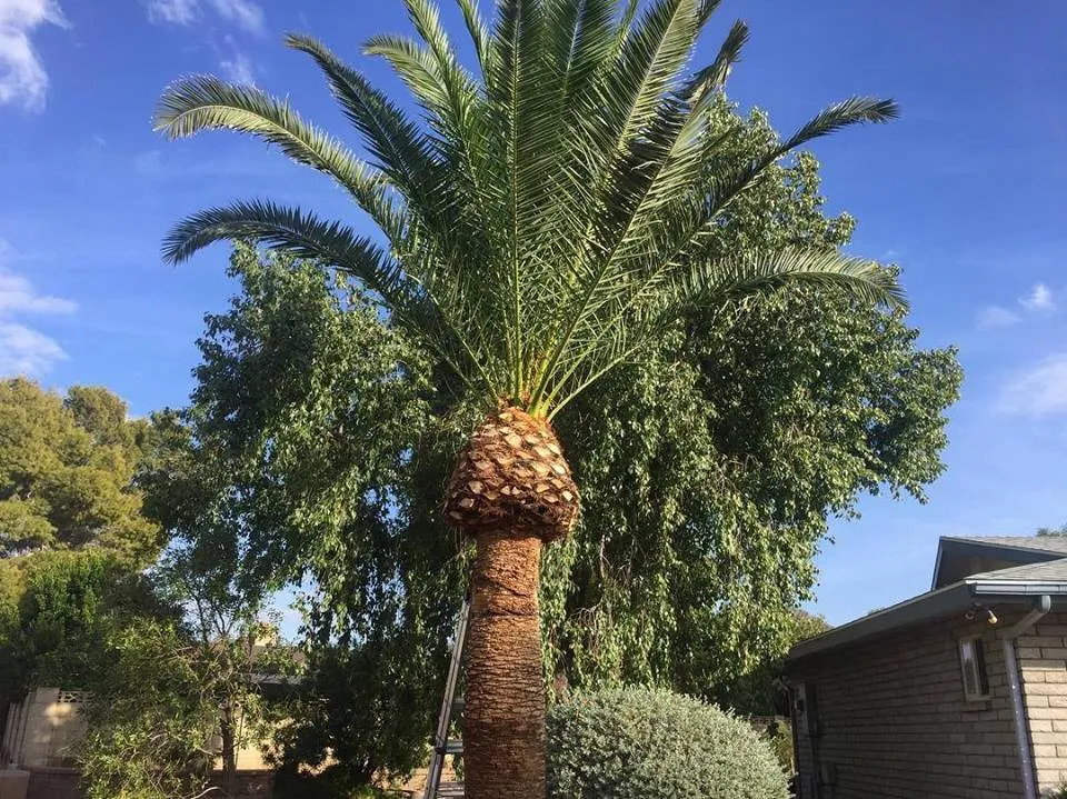 Professional residential landscaping for beautiful yards in Phoenix, AZ by Pj's Lawn Services & Pressure Washing