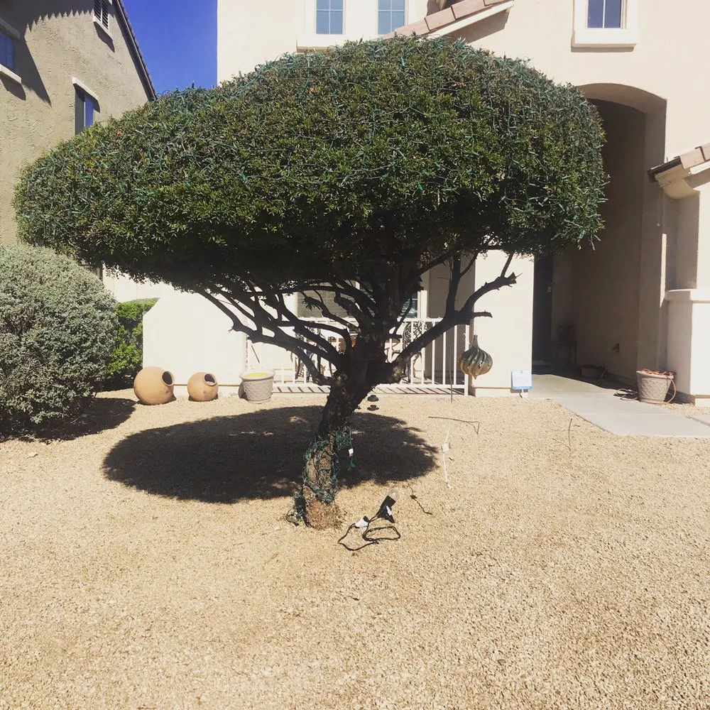 Custom lawn care service in Phoenix, AZ by Pj's Lawn Services & Pressure Washing