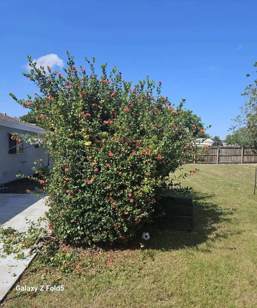 Top-rated landscaping services experts serving Port Saint Lucie, FL - P&L LANDSCAPING SERVICES