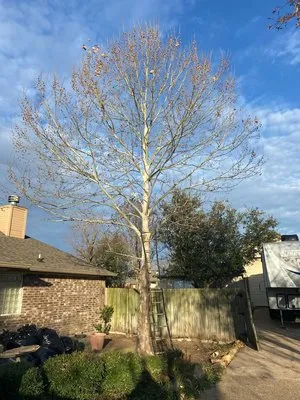 PL Tree service and Landscaping