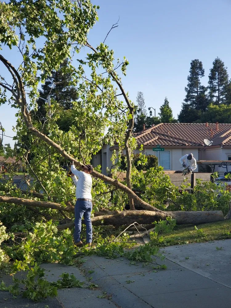 Affordable landscape installation in Roseville, CA by Placer Valley Landscaping and Maintenance