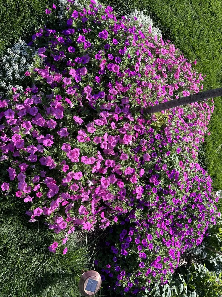 Professional residential landscaping for homes across Lake Placid, NY - Placid Turf Pro