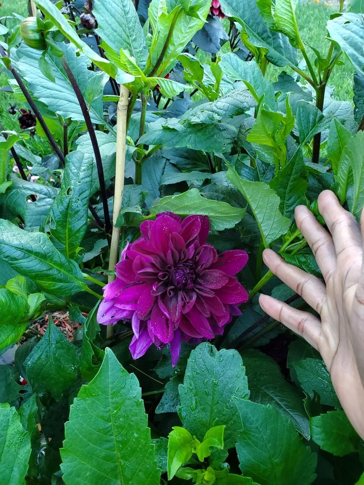 Trusted landscape installation with custom design in Lake Placid, NY by Placid Turf Pro