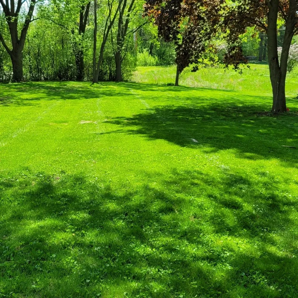 Professional yard cleanup service in Palatine, IL - Plamac Landscaping and Construction