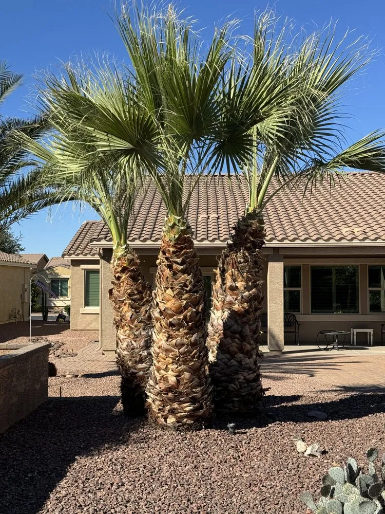 Top-rated outdoor landscaping for homes in Chandler, AZ by Plan A Landscaping