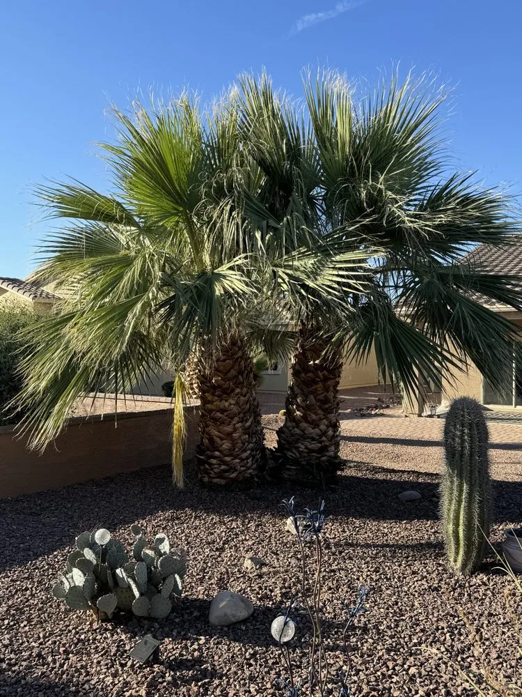 Affordable garden landscaping in Chandler, AZ - Plan A Landscaping