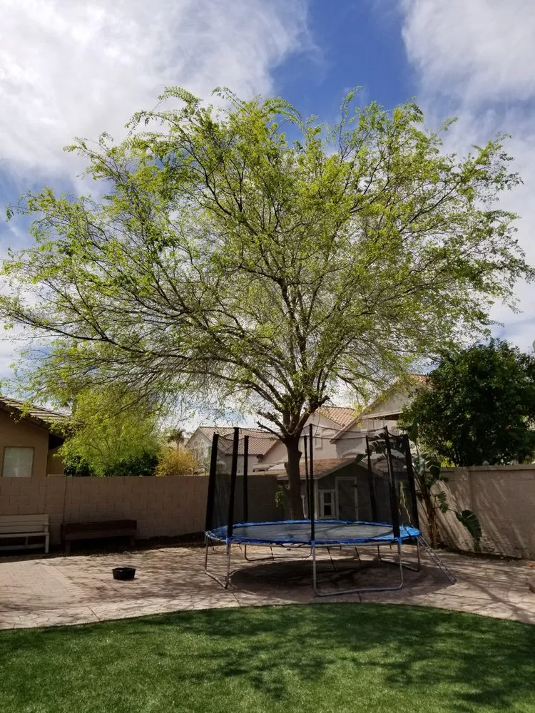 Custom yard cleanup service for year-round maintenance across Chandler, AZ - Plan A Landscaping