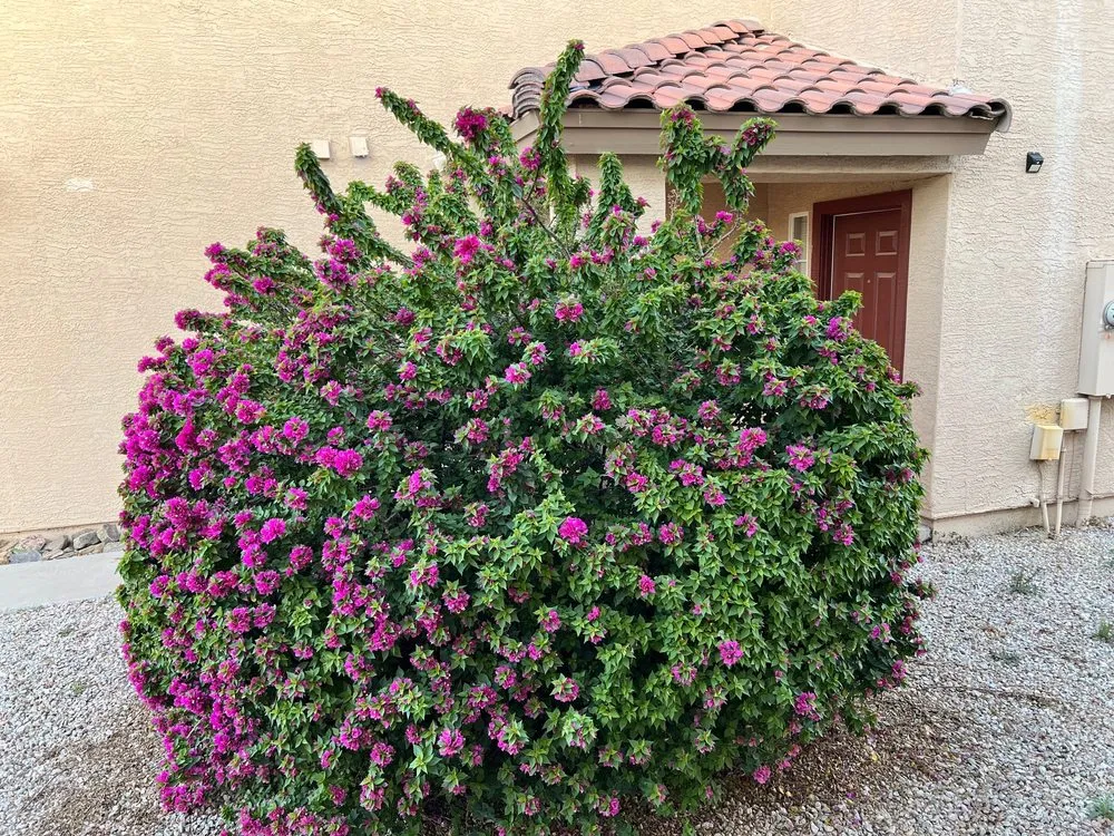 Local outdoor landscaping experts serving Chandler, AZ - Plan A Landscaping