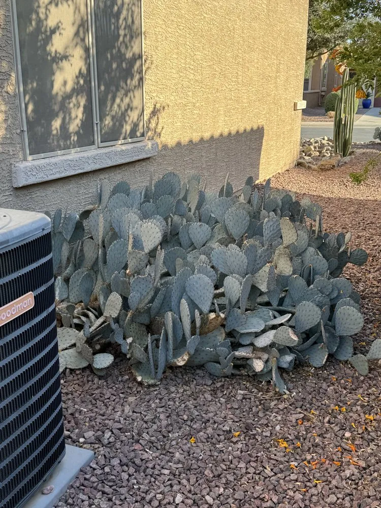 Reliable outdoor landscaping in Chandler, AZ - Plan A Landscaping