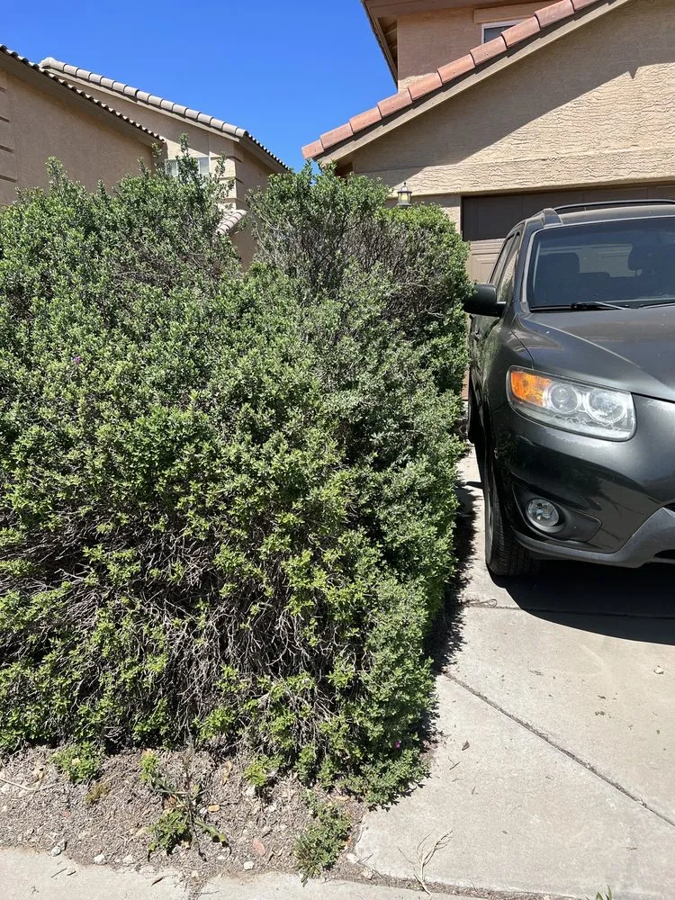 Reliable yard cleanup service experts serving Chandler, AZ - Plan A Landscaping