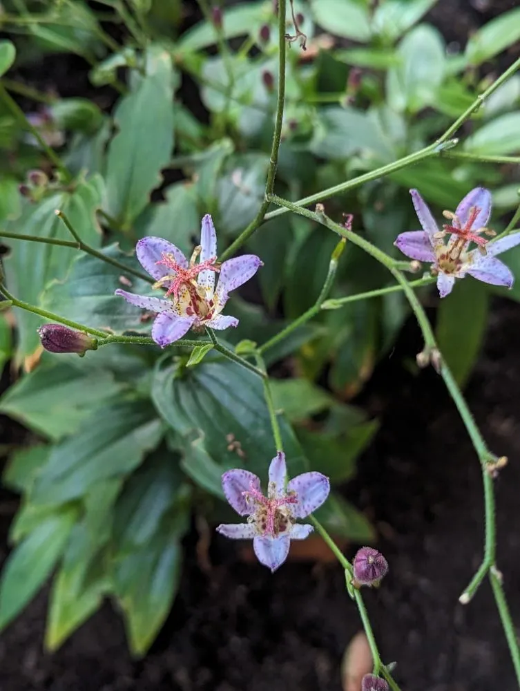 Top-rated yard cleanup service for residential properties across Shoreline, WA - Plan-It Vision