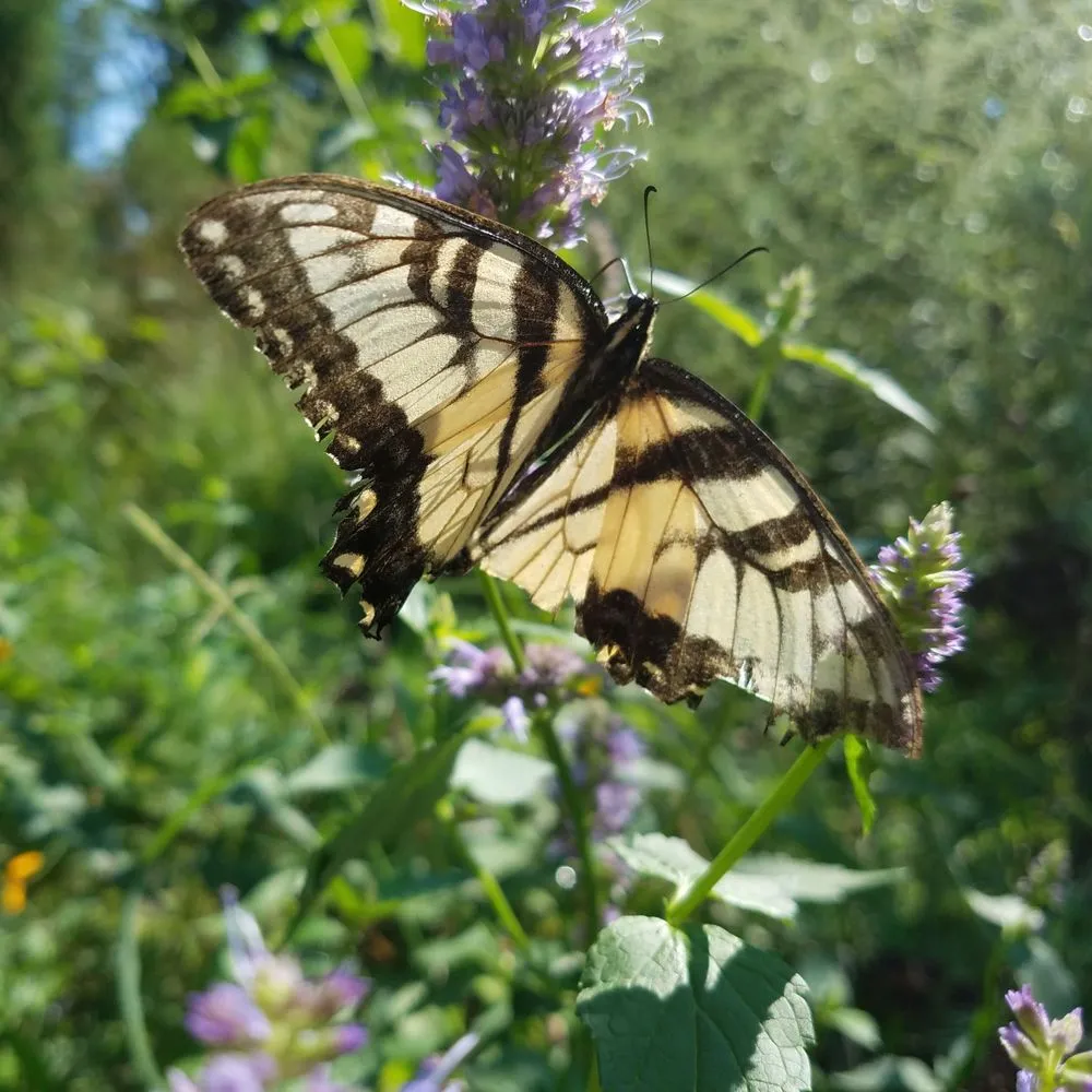 Trusted landscaping services in Croton-on-Hudson, NY - PLAN it WILD