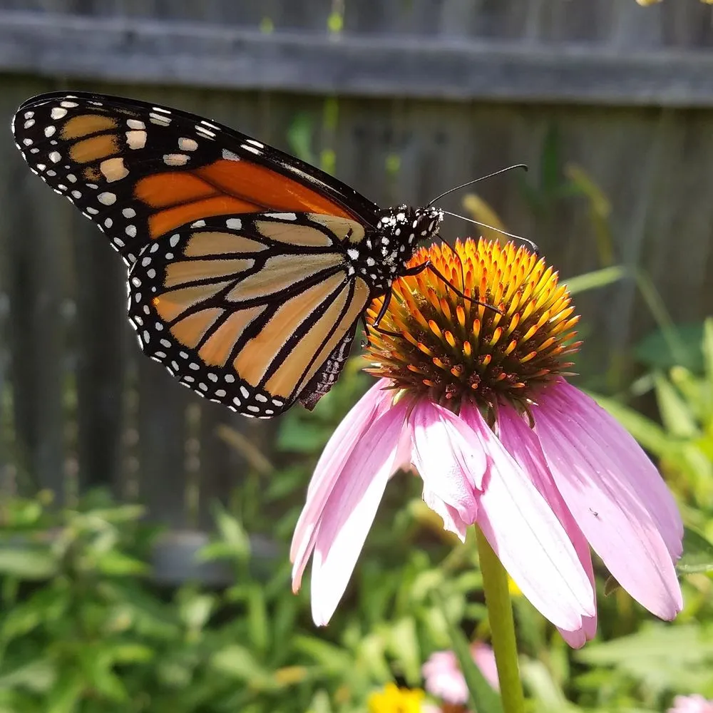 Trusted landscape installation for beautiful yards across Croton-on-Hudson, NY - PLAN it WILD