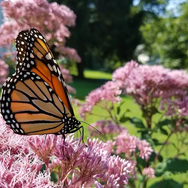 Professional garden landscaping experts serving Croton-on-Hudson, NY - PLAN it WILD