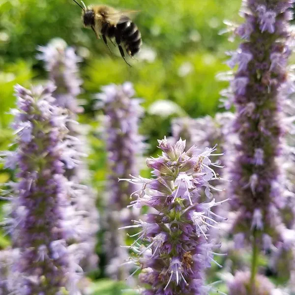 Affordable garden landscaping for year-round maintenance across Croton-on-Hudson, NY - PLAN it WILD