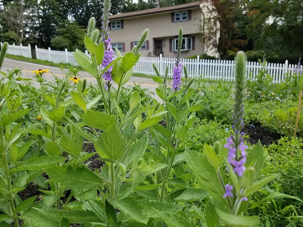 Top-rated garden landscaping in Croton-on-Hudson, NY - PLAN it WILD