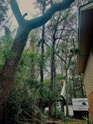 Planet Green Tree Service