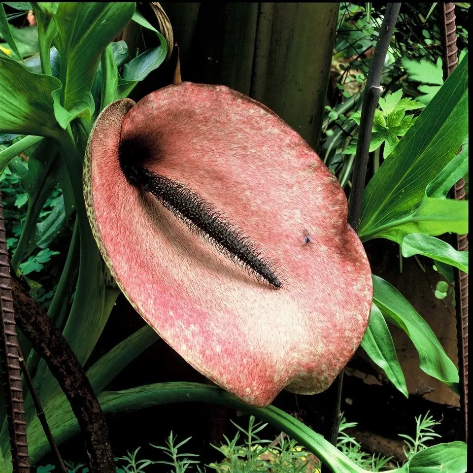 Custom lawn care service experts serving Tiburon, CA - Planet Horticulture