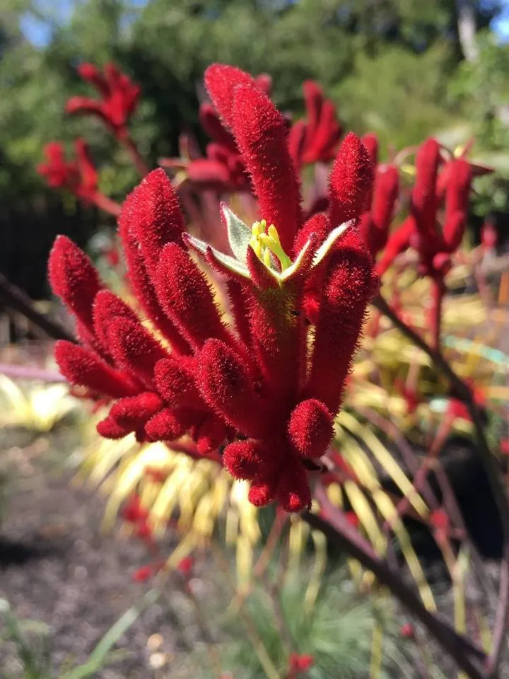 Custom landscape installation in Tiburon, CA - Planet Horticulture