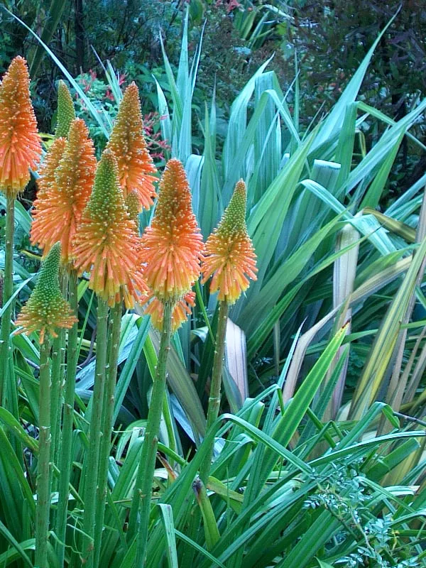 Custom outdoor landscaping in Tiburon, CA by Planet Horticulture