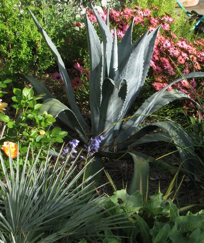 Custom landscape installation for beautiful yards across Tiburon, CA - Planet Horticulture