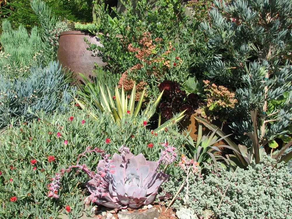 Local landscape design experts serving Tiburon, CA - Planet Horticulture